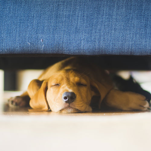 How Do I Know When It Is Time Vet in Airdrie Happy Paws Veterinary